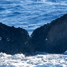 Fluke of BCX0865