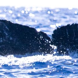 Fluke of HIHWNMS-2020-2-25_G03_A02