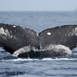 Fluke of Guano
