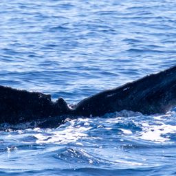 Fluke of HIHWNMS-2020-3-2_G09_A01