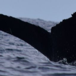 Fluke of CRC-13809
