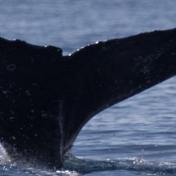 Fluke of CRC-13711