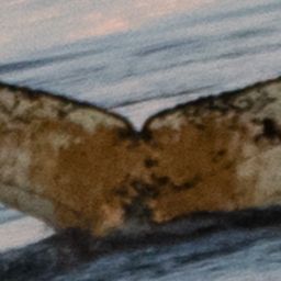Fluke of HW-MN1302563
