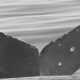 Fluke of CRC-12155