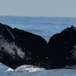 Fluke of CRC-10728