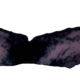 Fluke of Cercapez