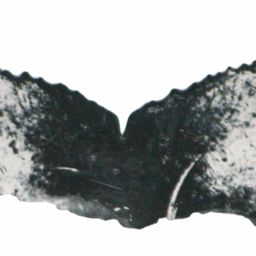 Fluke of ESPHW-MBS#1179