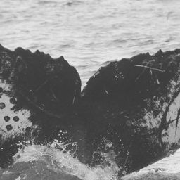 Fluke of CRC-11699