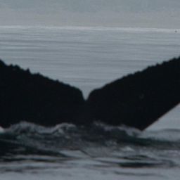 Fluke of CRC-15291