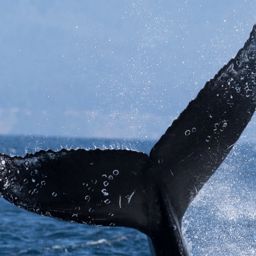 Fluke of CRC-16941