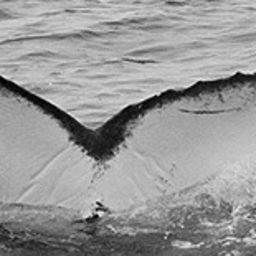 Fluke of CRC-15179
