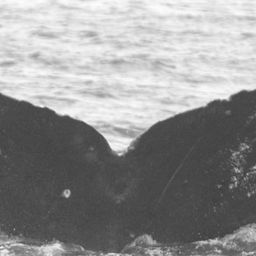 Fluke of CRC-16203