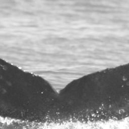 Fluke of CRC-16229