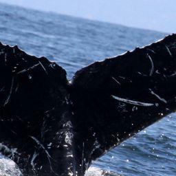Fluke of CRC-15181