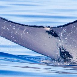 Fluke of HIHWNMS-2015-4-1_G1_A1