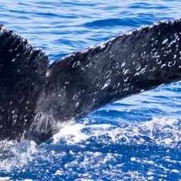 Fluke of HIHWNMS-2018-1-15_G06A02