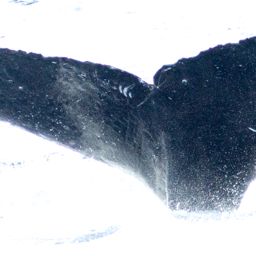 Fluke of HIHWNMS-2015-2-12_G4_A10