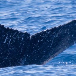 Fluke of HIHWNMS-2018-4-13_G02A02