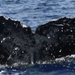 Fluke of HIHWNMS-2016-3-3_G05_A12