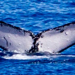 Fluke of HIHWNMS-2017-3-20_G02A01