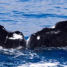 Fluke of HIHWNMS-2015-2-18_G4_A1