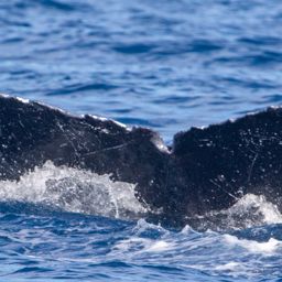 Fluke of HIHWNMS-2018-3-5_G01A01