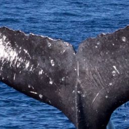 Fluke of HIHWNMS-2018-1-17_G01A09