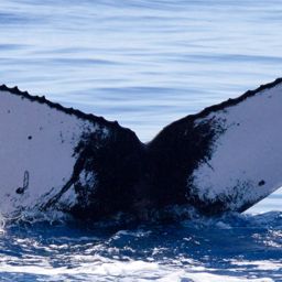 Fluke of HIHWNMS-2015-4-2_G1_A1