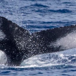 Fluke of HIHWNMS-2019-2-14_O01