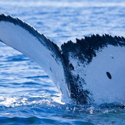 Fluke of HIHWNMS-2018-1-15_G05A02