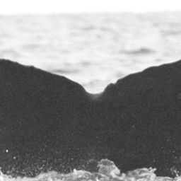 Fluke of SEAK-2508