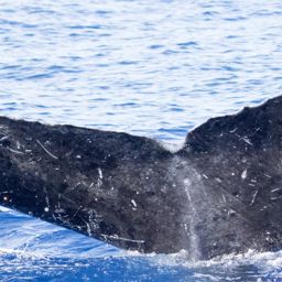 Fluke of HIHWNMS-2018-1-19_G05A02