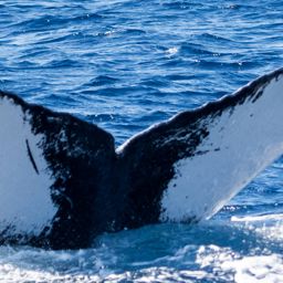 Fluke of HIHWNMS-2017-1-9_G03A02