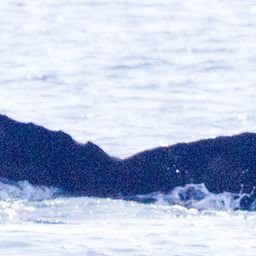 Fluke of HIHWNMS-2016-3-23_G06A01