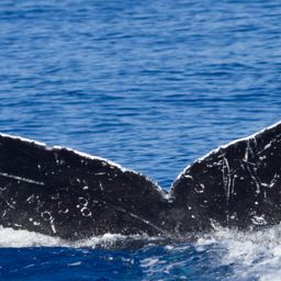 Fluke of HIHWNMS-2017-1-12_G02A04