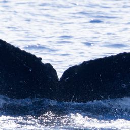 Fluke of CRC-16384