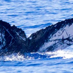 Fluke of HIHWNMS-2015-3-24_G2_A3