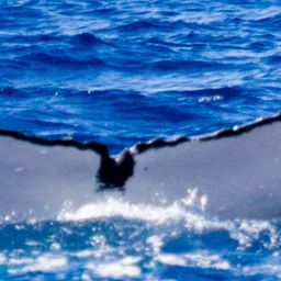Fluke of CRC-19232