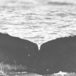 Fluke of HIHWNMS-2016-3-2_G02_A01