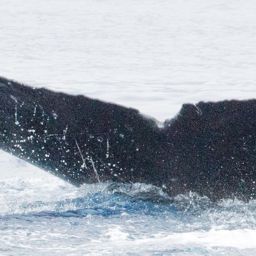 Fluke of HIHWNMS-2016-3-3_G05_A01