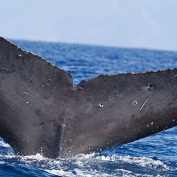Fluke of CRC-18717