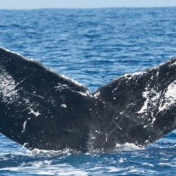 Fluke of HIHWNMS-2016-3-14_G01_A01