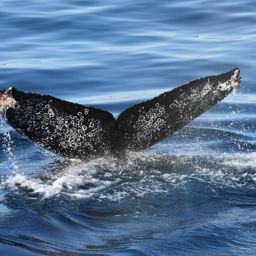 Fluke of CRC-16333