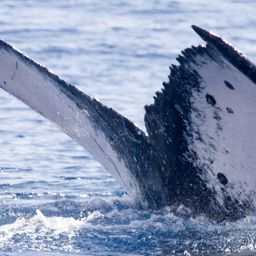Fluke of HIHWNMS-2015-2-12_G2_A1