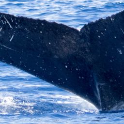 Fluke of HIHWNMS-2018-1-10_G03A01