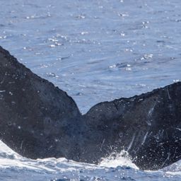 Fluke of HIHWNMS-2018-4-6_G07A01
