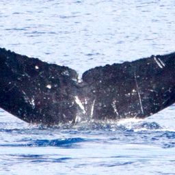 Fluke of HIHWNMS-2017-1-5_G07A01