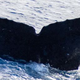 Fluke of HIHWNMS-2017-2-9_O01