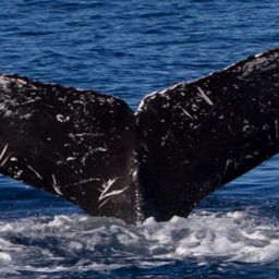 Fluke of HIHWNMS-2017-1-5_G01A02