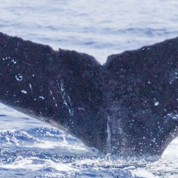 Fluke of HIHWNMS-2015-4-2_G3_A1